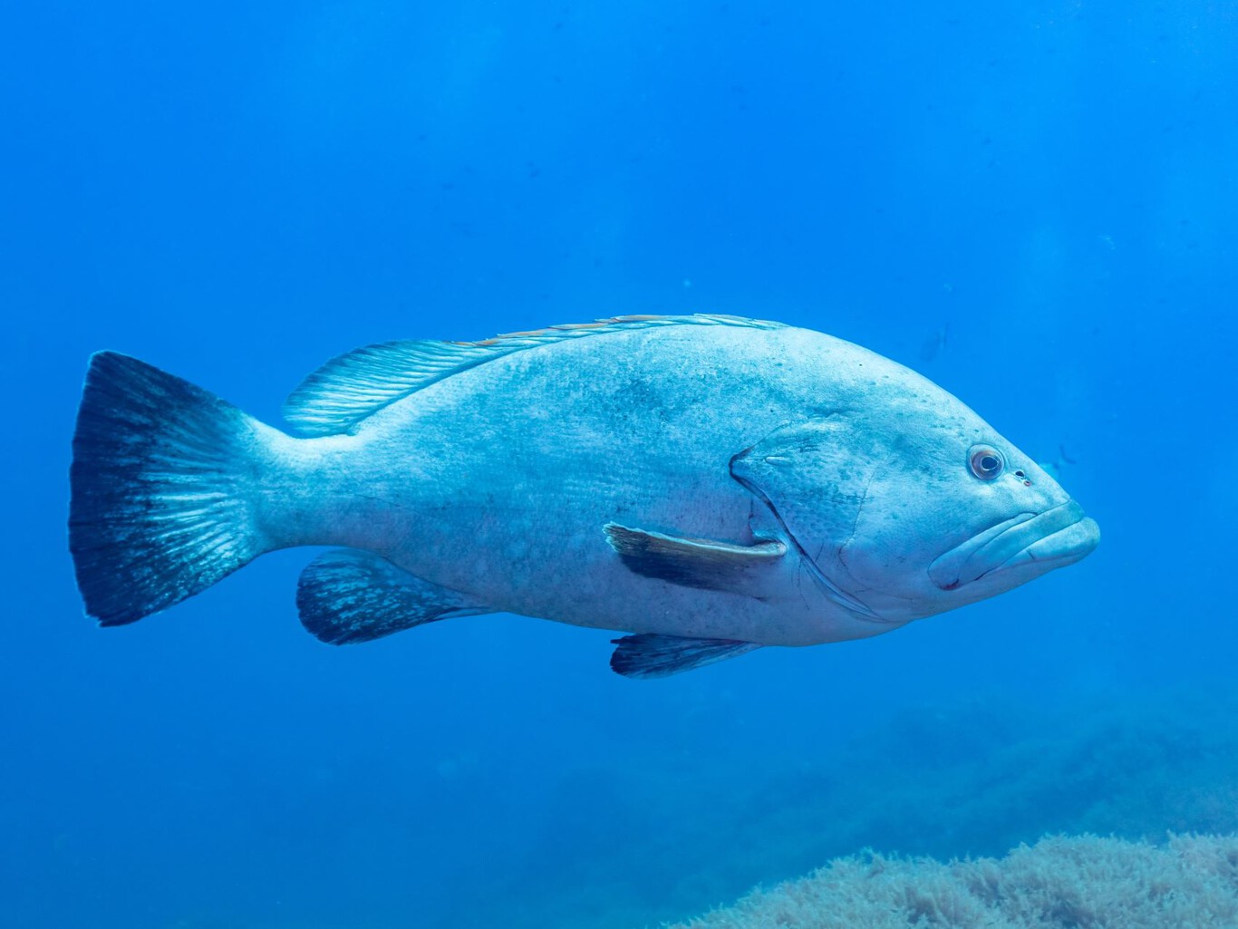 Pez cherna: ¿es una especie protegida la atrapada en Tabasco?