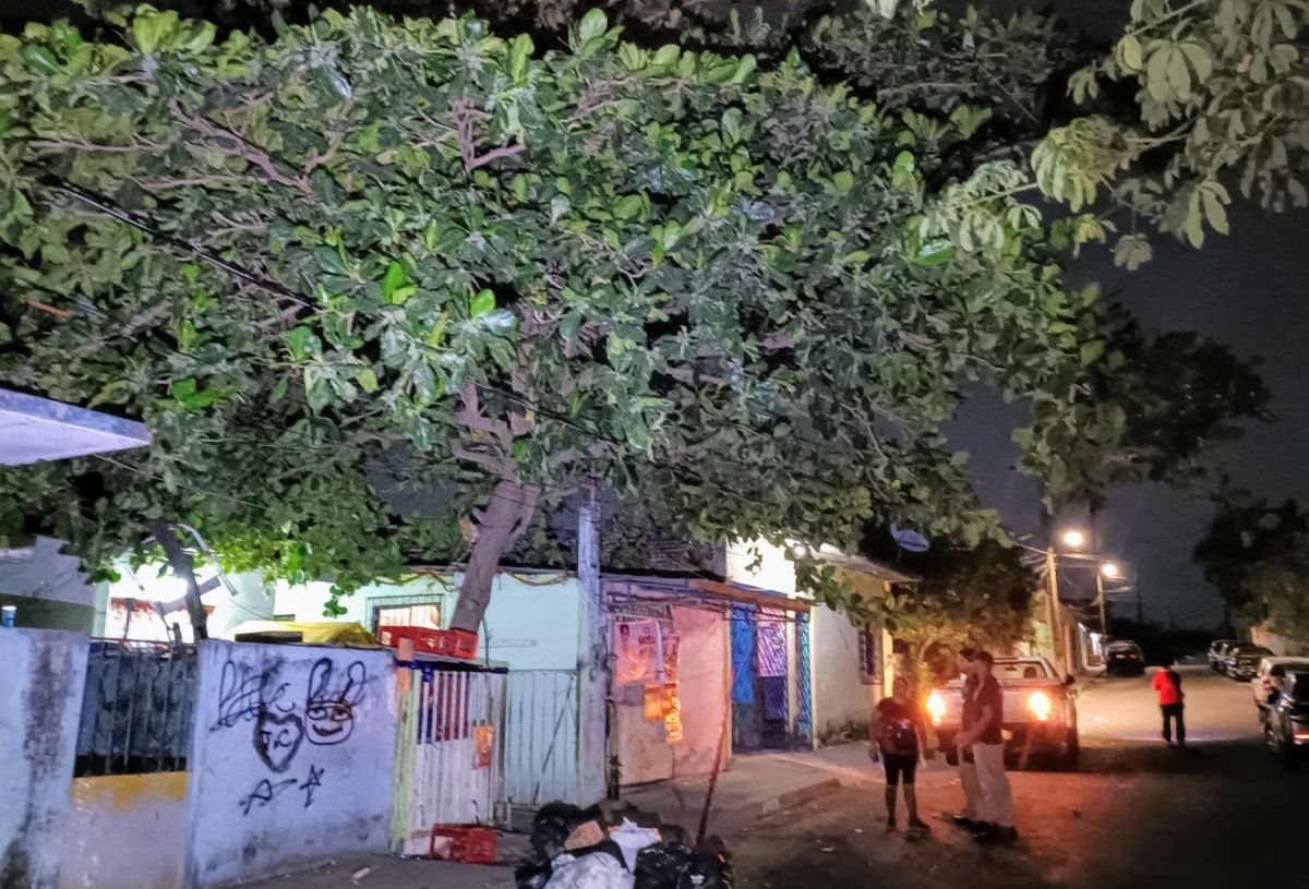 Alerta a vecinos corto circuito e incendio de árbol en colonia de Veracruz