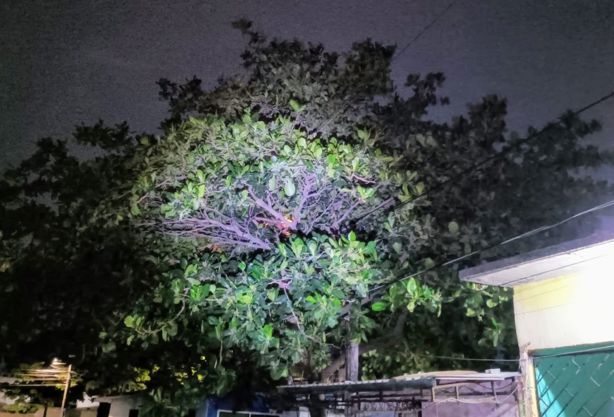Alerta a vecinos corto circuito e incendio de árbol en colonia de Veracruz