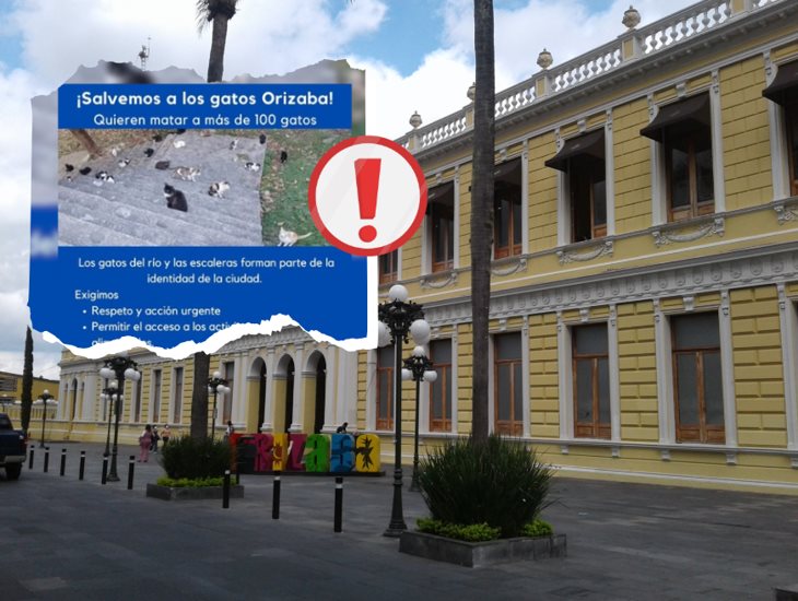 Desde Xalapa, activistas exigen al alcalde de Orizaba protección para animales ante obra del ayuntamiento