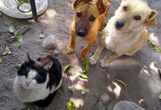 Aumenta abandono de perros y gatos en Xalapa