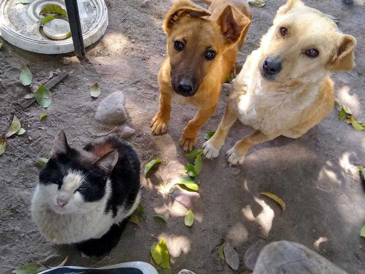 Aumenta abandono de perros y gatos en Xalapa