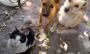 Aumenta abandono de perros y gatos en Xalapa