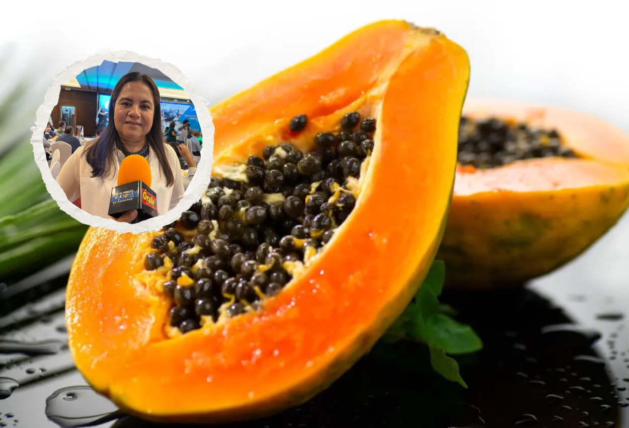 Producción de papaya atraviesa momento de crisis en Veracruz y México | VIDEO