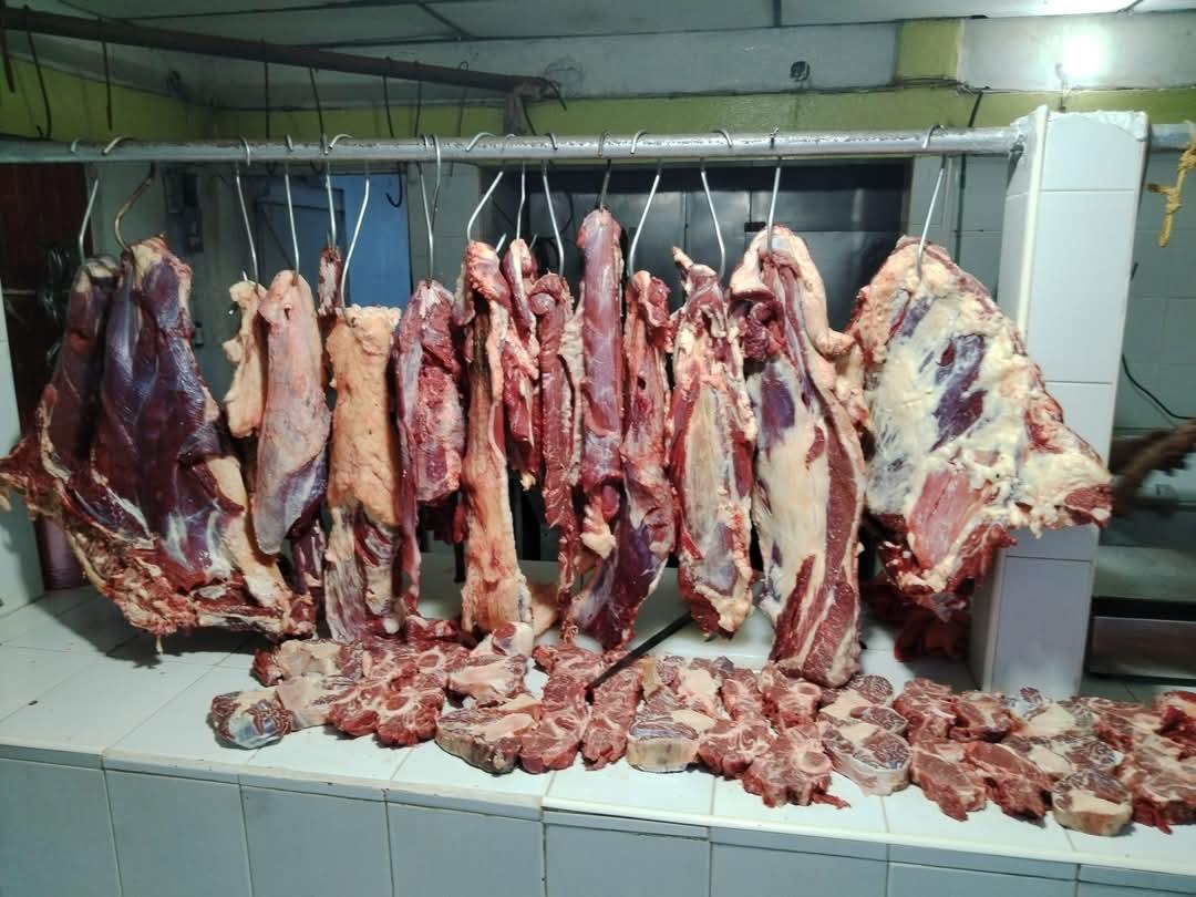 Gusano barrenador no ha afectado consumo de carne de res en Moloacán