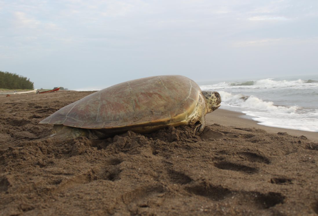 Ambientalistas llaman a cuidar a tortugas que llegan a playas de Veracruz a desovar