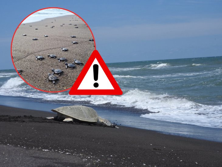 Turismo ahuyenta desove de tortugas marinas en costas de Veracruz