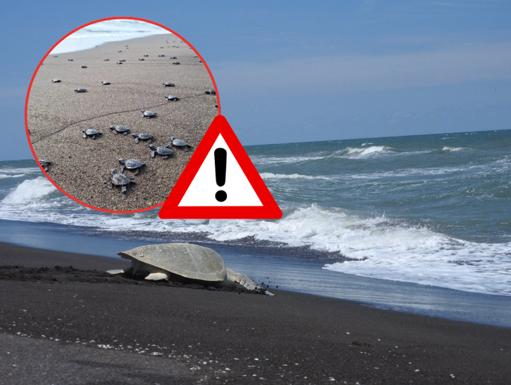 Turismo ahuyenta desove de tortugas marinas en costas de Veracruz