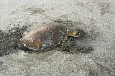 Turismo ahuyenta desove de tortugas marinas en costas de Veracruz