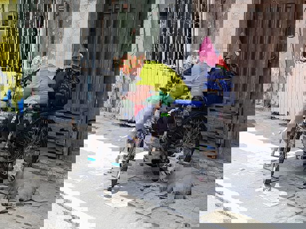 En centro de Veracruz perros de un hombre en silla de ruedas mordieron a un adulto mayor