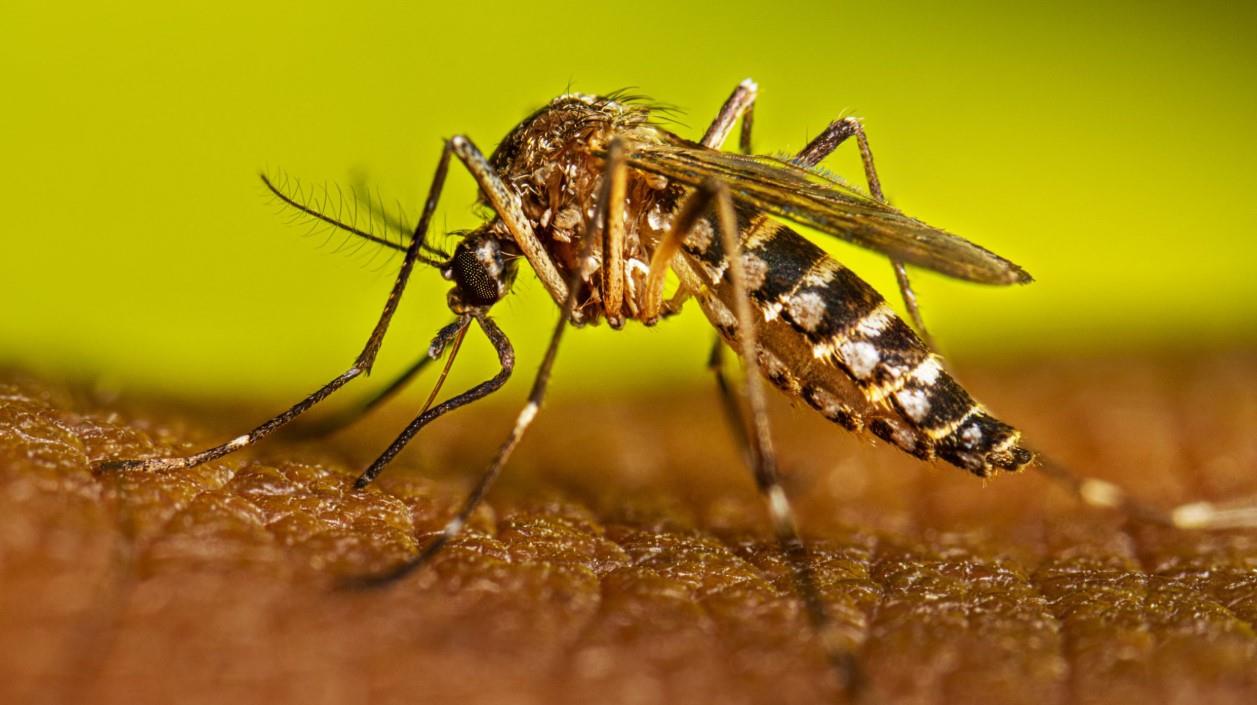 Estos son los mosquitos de Wolbachia que usará el gobierno de México contra el dengue en Veracruz