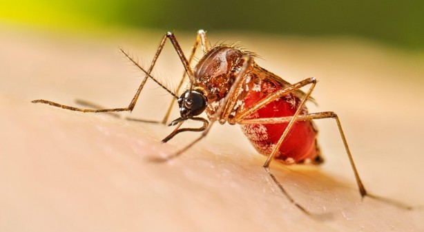 Estos son los mosquitos de Wolbachia que usará el gobierno de México contra el dengue en Veracruz