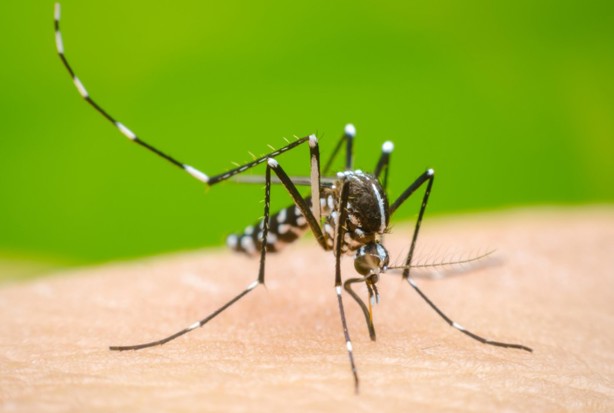 Estos son los mosquitos de Wolbachia que usará el gobierno de México contra el dengue en Veracruz