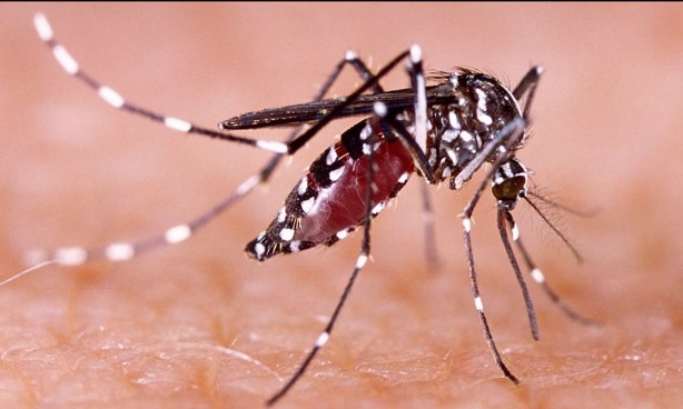 Estos son los mosquitos de Wolbachia que usará el gobierno de México contra el dengue en Veracruz