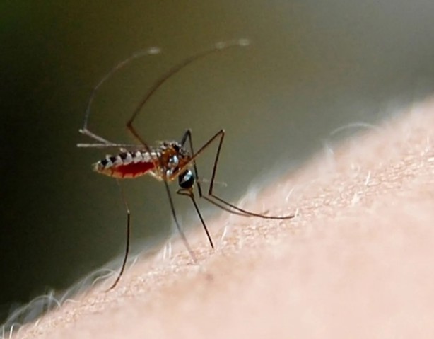México revela desarrollo de una vacuna contra el dengue