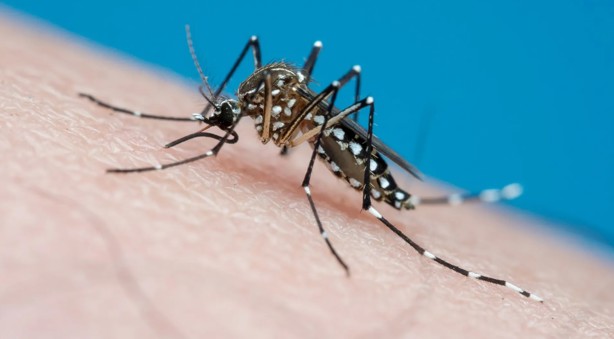 México revela desarrollo de una vacuna contra el dengue