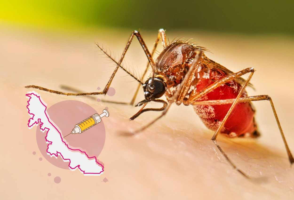 Veracruz dentro del 59.5% de los casos de dengue a nivel nacional: Secretaría de Salud