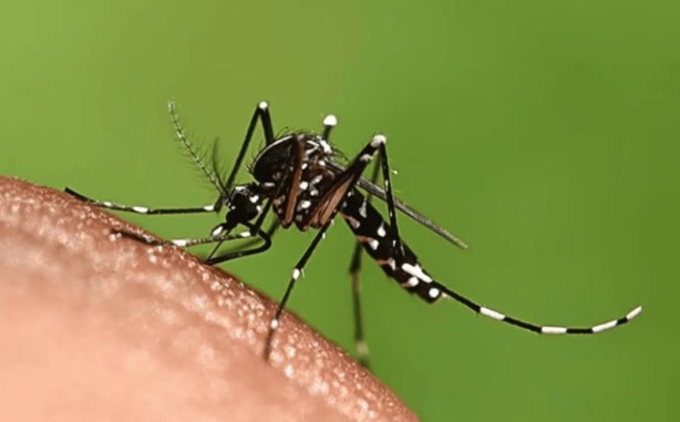 Veracruz es uno de los 5 estados con más casos de dengue en México