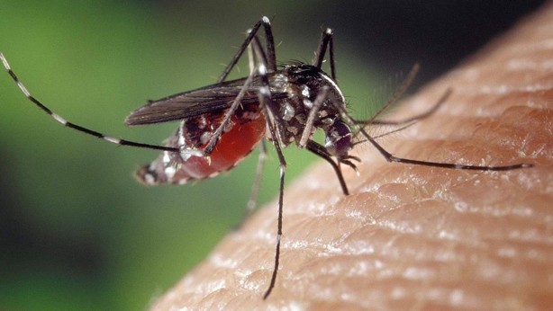 Veracruz es uno de los 5 estados con más casos de dengue en México