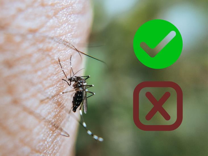 Cómo ahuyentar mosquitos: lo que funciona y lo que no funciona