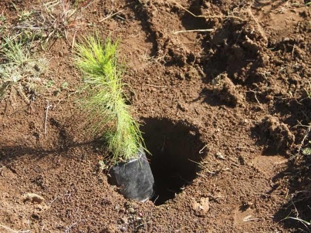 Llaman a sumarse a reforestación masiva en el cerro de La Ortiga, en Nogales