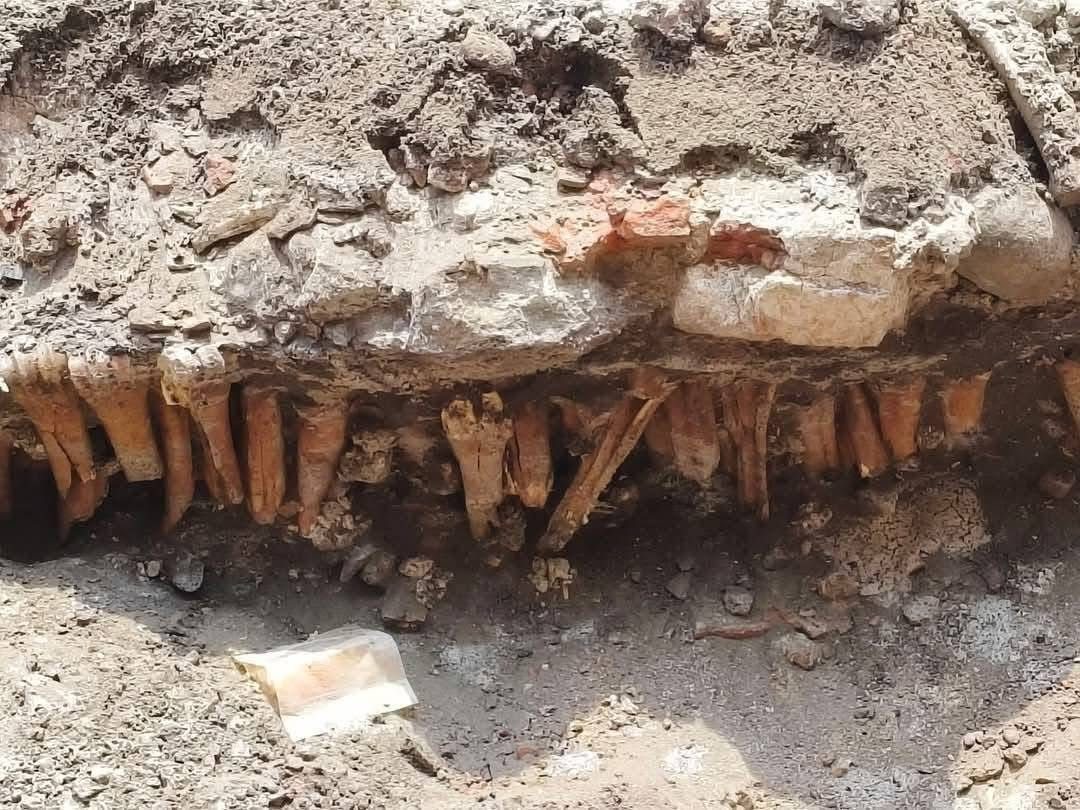 Encuentran restos óseos durante obras en el Centro Histórico de Veracruz