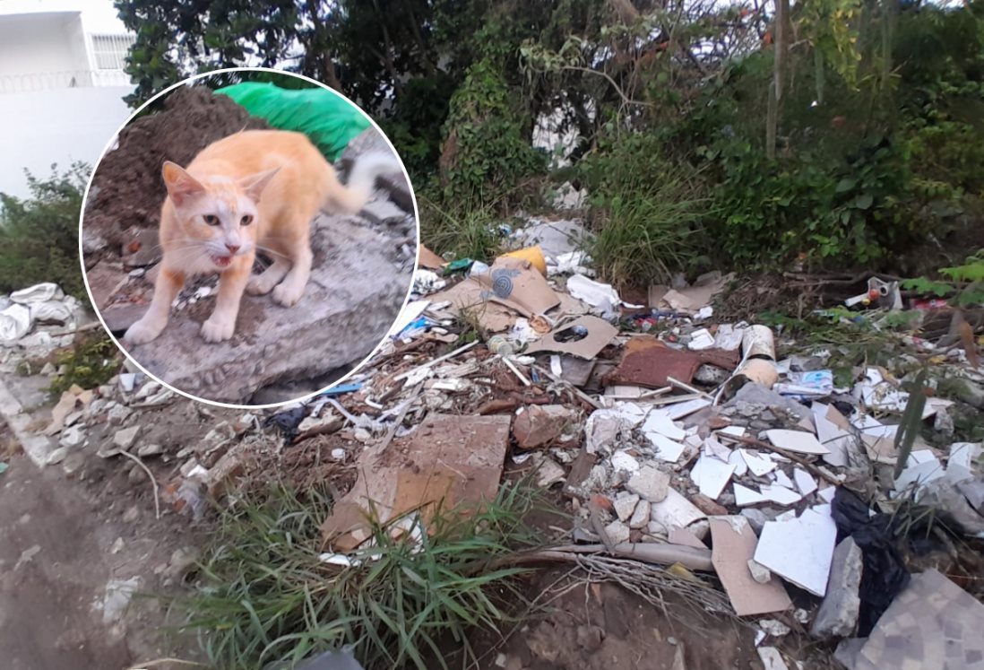 Michi "vigilante" no puede más: Denuncian terreno abandonado en Veracruz