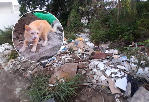 Michi "vigilante" no puede más: Denuncian terreno abandonado en Veracruz