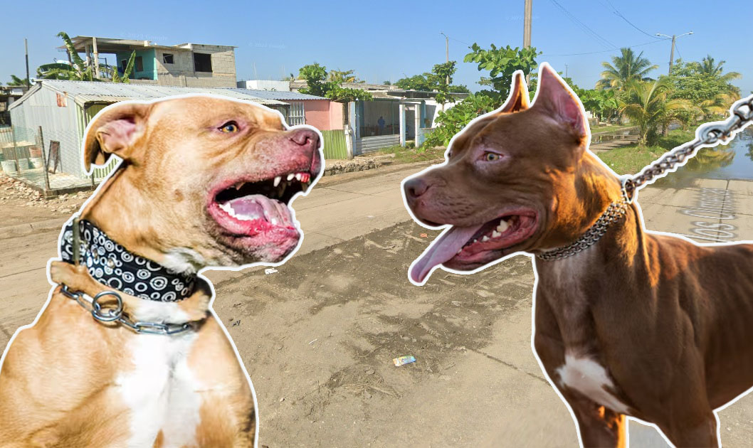 Pitbulls sin control en la Olmeca; han acabado con mascotas pequeñas; claman intervención | VIDEO