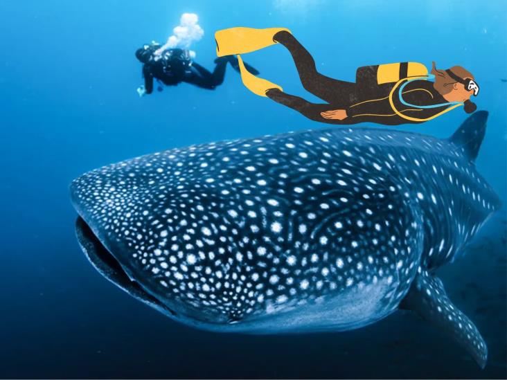 ¿Por qué fracasa la protección al tiburón ballena en México?