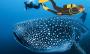 ¿Por qué fracasa la protección al tiburón ballena en México?