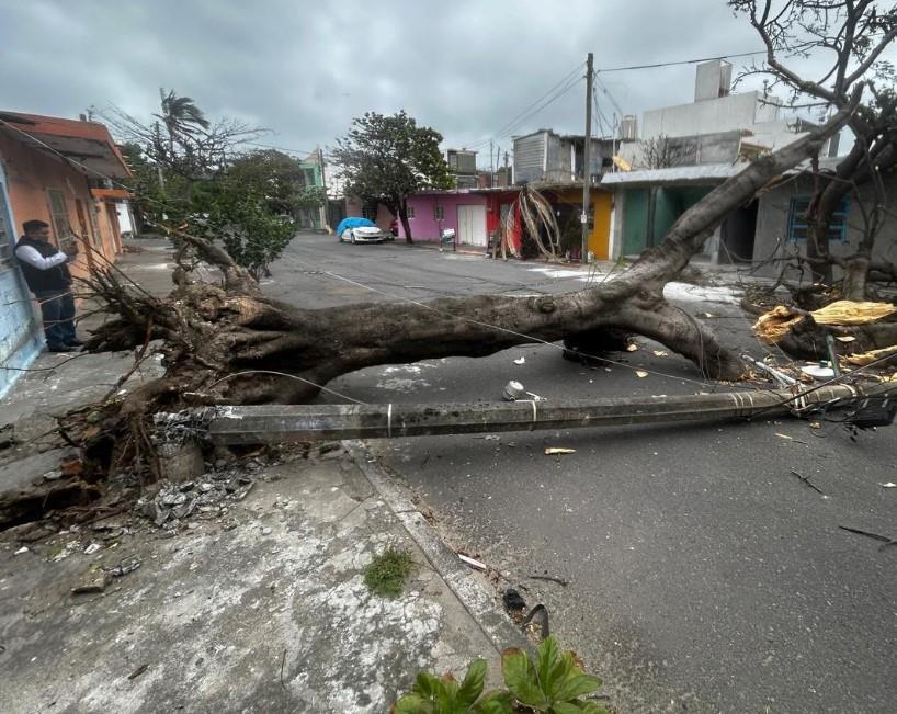 Tormentas en Veracruz: ¿Cómo saber si un árbol representa riesgo para mi casa?