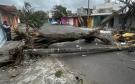 Tormentas en Veracruz: ¿Cómo saber si un árbol representa riesgo para mi casa?