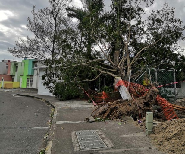 Tormentas en Veracruz: ¿Cómo saber si un árbol representa riesgo para mi casa?