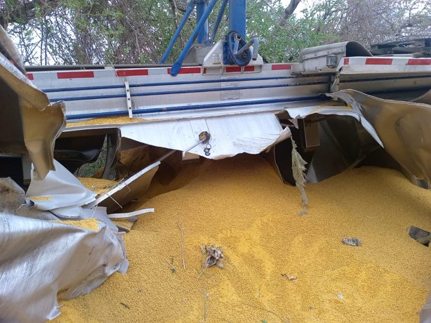 Volcadura de tráiler con alimento para pollos provoca rapiña en carretera Cardel-Nautla