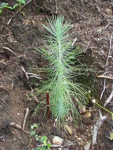 Llaman a sumarse a reforestación masiva en el cerro de La Ortiga, en Nogales