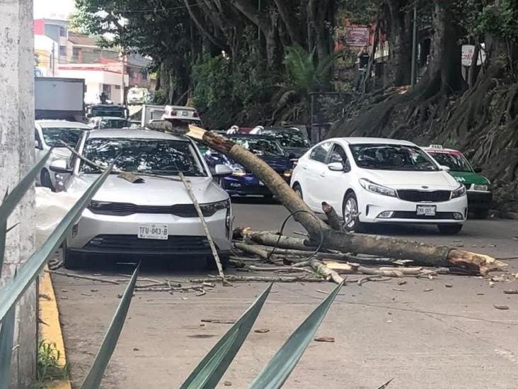 Tremenda rama seca cae en Maestros Veracruzanos en Xalapa y daña  a un auto
