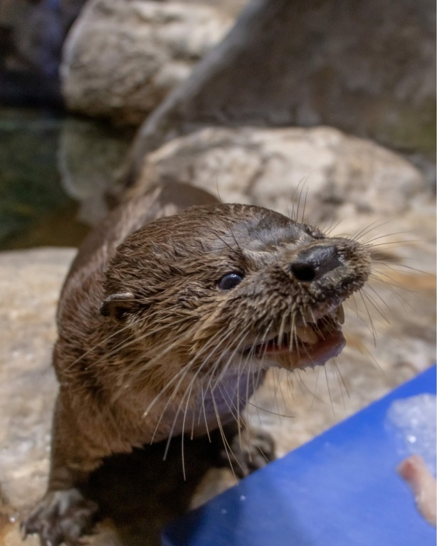 Aquarium de Veracruz 2025: a partir de este día podrás registrarte para entrar al martes gratis en junio