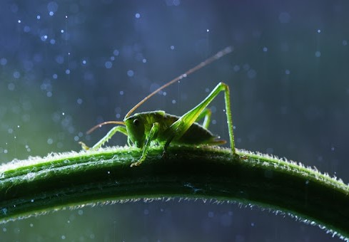 Cambio en el clima de Veracruz puede favorecer el crecimiento de hongos e insectos