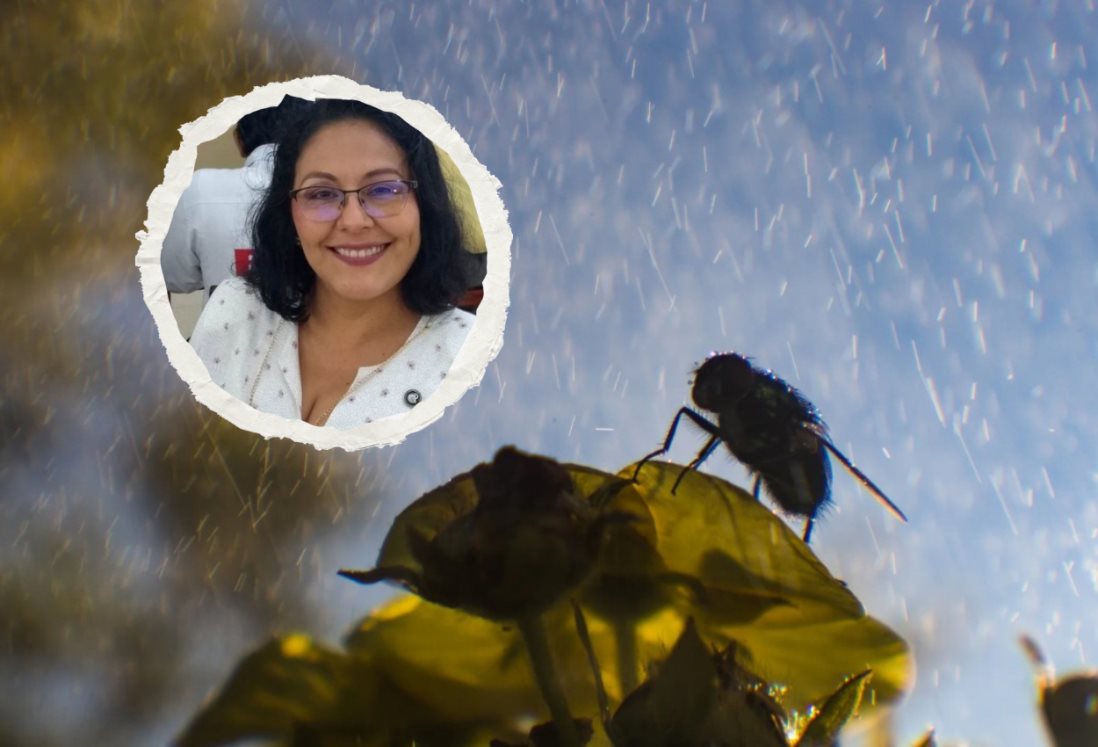 Cambio en el clima de Veracruz puede favorecer el crecimiento de hongos e insectos