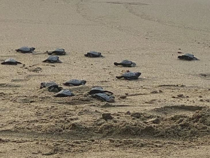 Estas son las especies de tortugas que llegan a Coatzacoalcos | VIDEO