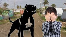 Pitbull ataca a niño; abuela y madre forcejearon con el perro para rescatar al pequeño Damián