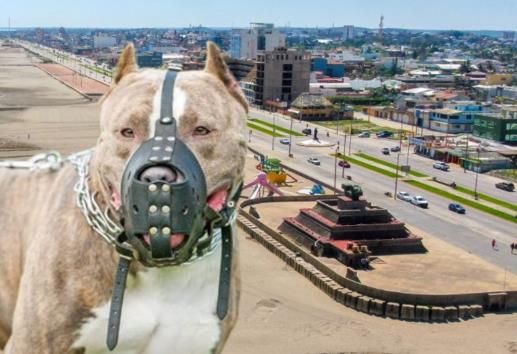 Ataques de pitbulls en Coatzacoalcos: esto es lo que NO debes hacer sin un perro te agrede