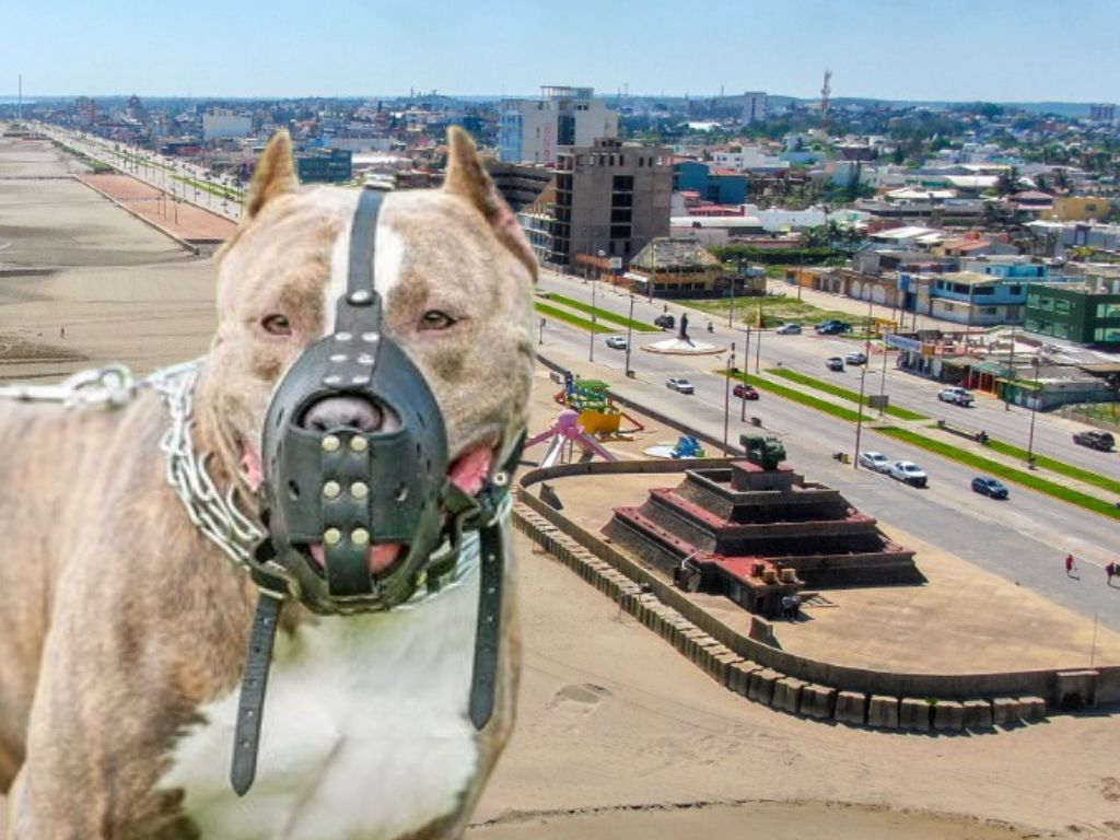 Ataques de pitbulls en Coatzacoalcos: esto es lo que NO debes hacer sin un perro te agrede