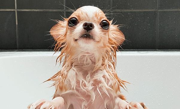 Por esta razón no debes mojar a los perros si hace mucho calor
