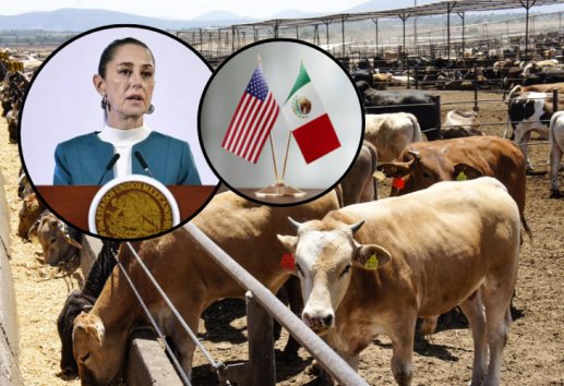 Avanzan negociaciones para reanudar exportaciones de ganado a Estados Unidos: Sheinbaum