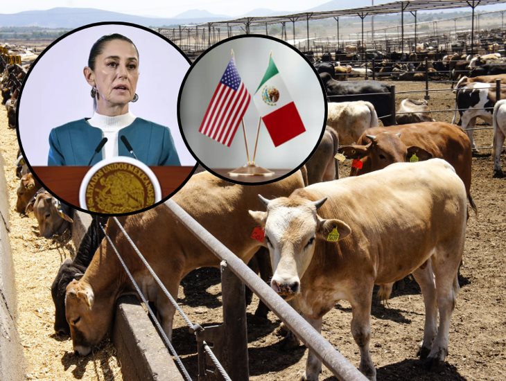 Avanzan negociaciones para reanudar exportaciones de ganado a Estados Unidos: Sheinbaum