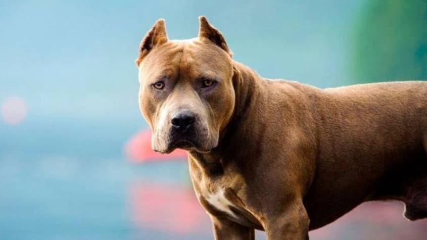 Pitbulls: ¿un peligro en casa?, expertos opinan sobre el nivel de agresividad de esta raza