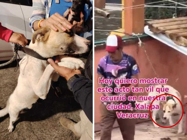 En Xalapa, rescatan a perrito maltratado en azotea; todo quedó en VIDEO