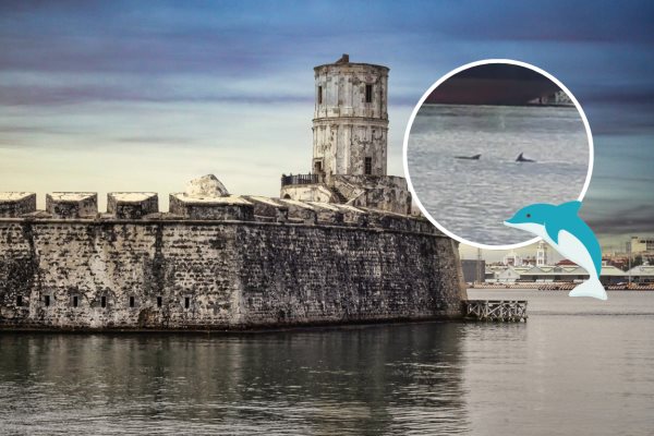 Avistan delfines frente a San Juan de Ulúa en Veracruz | VIDEO
